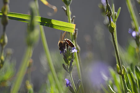 bee, nature, lavender, natural, insect, organic, honeybee