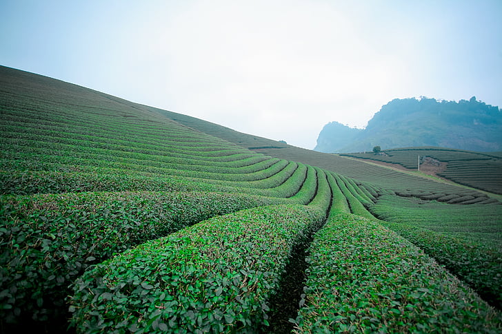 moc chau čaj doi, moc chau hill, moc chau son la, srdce čajové plantáže, moc chau tea hills, zemědělství, pole