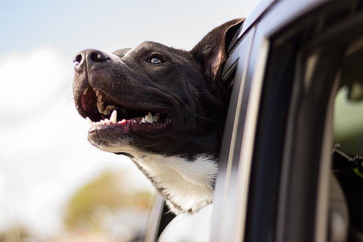 perro, feliz, coche, cabeza, ventana de coche, perro feliz, mascota