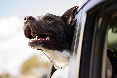 pes, vesel, avto, vodja, okno avtomobila, vesel pes, pet
