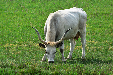 Венгерский серый крупного рогатого скота, Роберт Гуля, Cumania