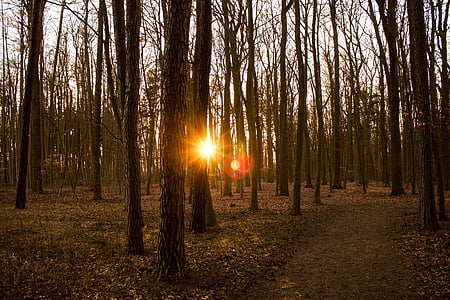 erdő, nap, naplemente, fény, ősz, természet, fa