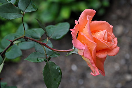 fleur, Rose, macro, amoureux, jardin, orange, été