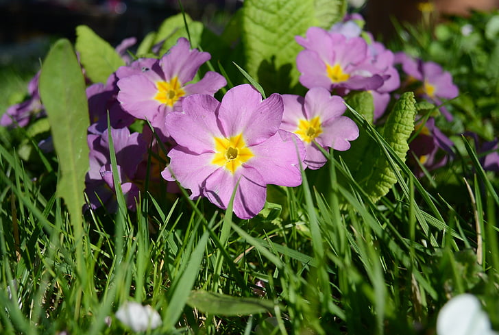 primroses, violet, flowers, spring, flora, garden, nature