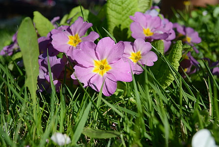 prímulas, violeta, flores, primavera, flora, jardín, naturaleza