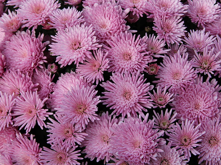 flowers, pink, chrysanthemum, autumn