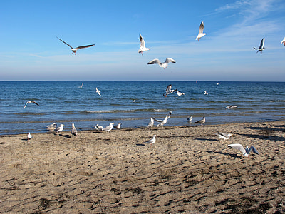 gulls, sea, baltic sea, boltenhagen, beach, holiday, sun