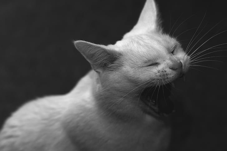 yawn, gab, sleepy, rovtænder, cats-gab, solid white cat, pet animals