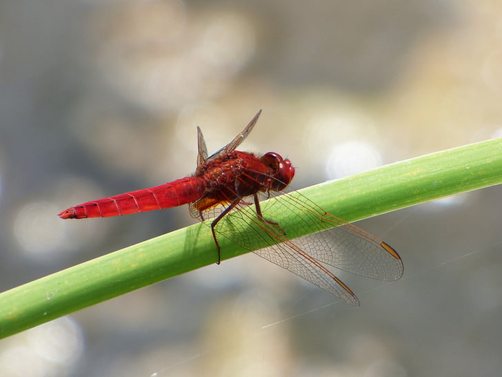 빨간 잠자리, 습지, 지팡이, 잠자리, 날개 달린된 곤충, erythraea crocothemis