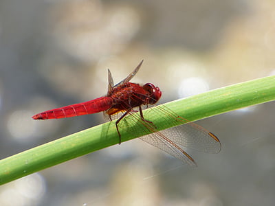 libellule rouge, zones humides, canne, libellule, insecte ailé, crocothemis erythraea