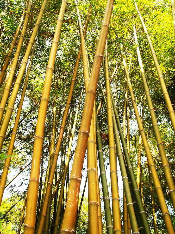 Азія, бамбукові, Бамбукові дерева, Красивий, відділення, яскраві, навколишнє середовище