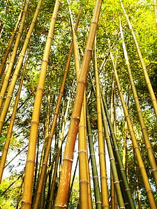 Ázsia, bambusz, bambusz fák, gyönyörű, fióktelep, világos, környezet