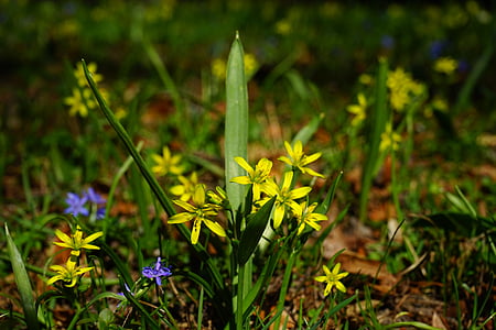 šuma - žuta zvijezda, Gagea lutea, cvijet, cvatu, cvijet, žuta, obična žuta zvijezda