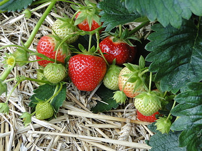 strawberries, red, sweet, plant, field, straw bedding, ripe