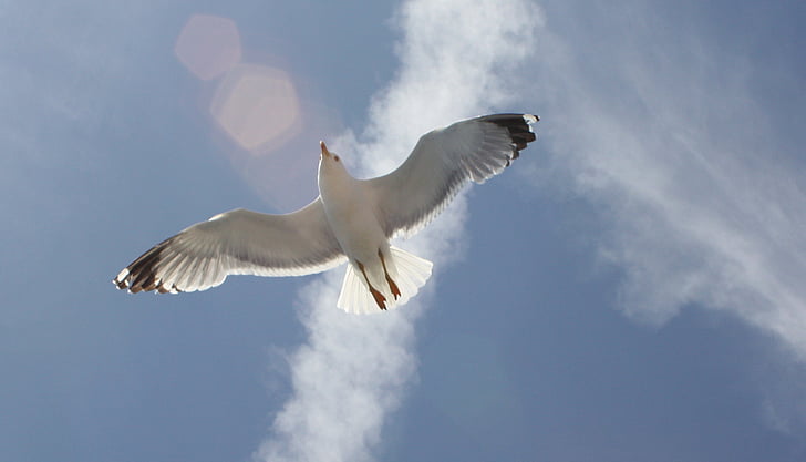 seagull, blue sky, dom, air, fly, bird, sky