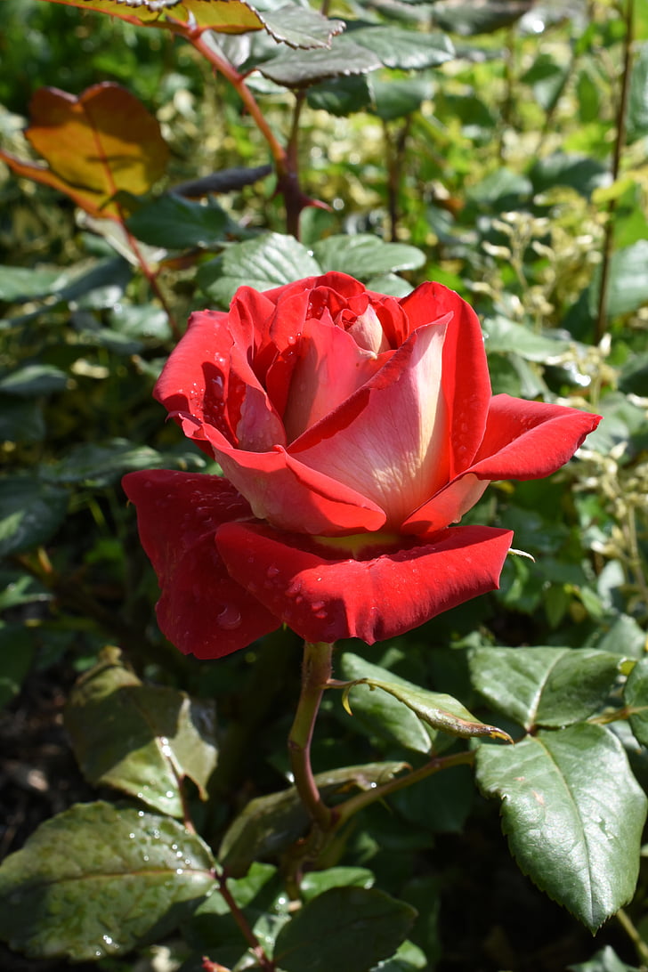 růže, opatří, červená, květen, Hangang park