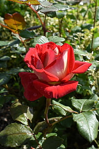Rózsa, illesztenek, piros, május, hangang park
