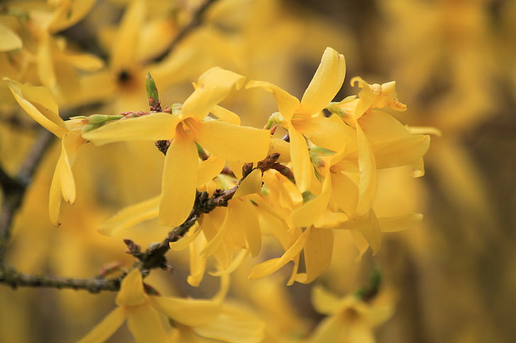 Forsythia, forsythia jardim, ouro lilás, flores de Forsythia, flores, Primavera, jardim