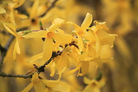 Forsythia, forsythia jardín, oro lila, flores de Forsythia, flores, primavera, jardín
