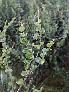 betula nana, dwarf birch, tree, plant, flora, leaves, tundra