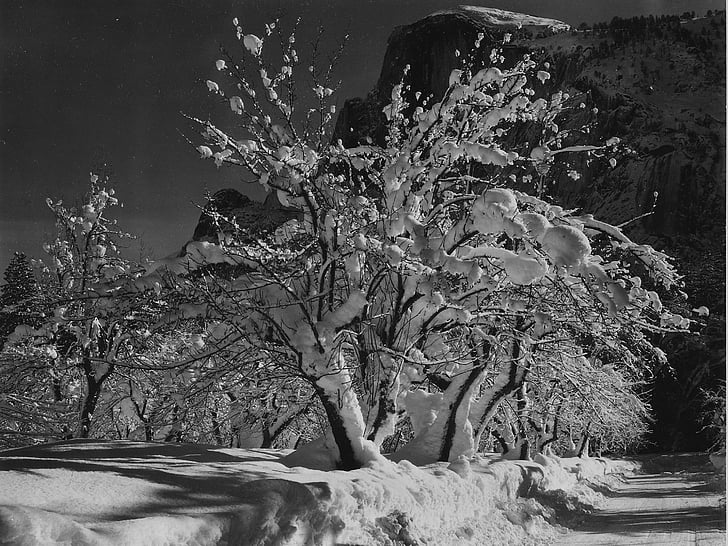Yosemitský národní park, Kalifornie, jabloň, stromy, černá a bílá, 1933, Příroda