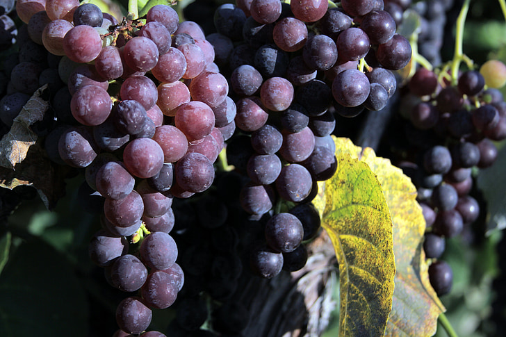 grapes, macro, beautiful, nature