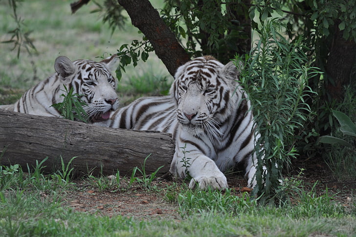 white tigers, nature, wildlife, animal, striped, tiger, bengal Tiger