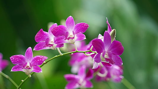 orquideas, púrpura, flor, floración, juego de color, planta, Singapur