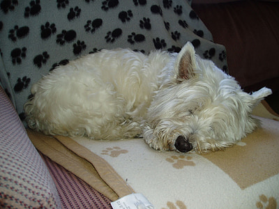 Molly, sover, hunden, hjørnetann, Vest, Highland, hvit
