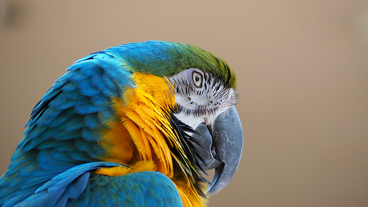 Ara, blå, gul, fugl, næb, dyr, papegøje