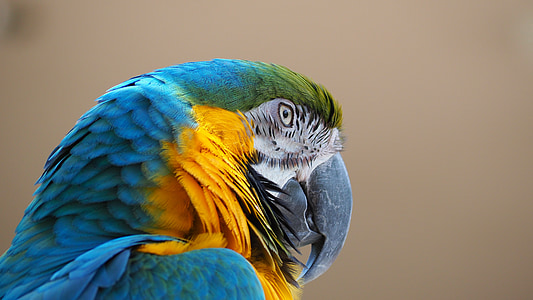 Ara, modra, rumena, ptica, kljun, živali, papiga