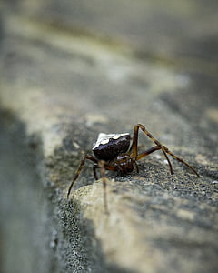pajek, grozljivo, insektov, narave, grozljivo-crawly, bug, fobije