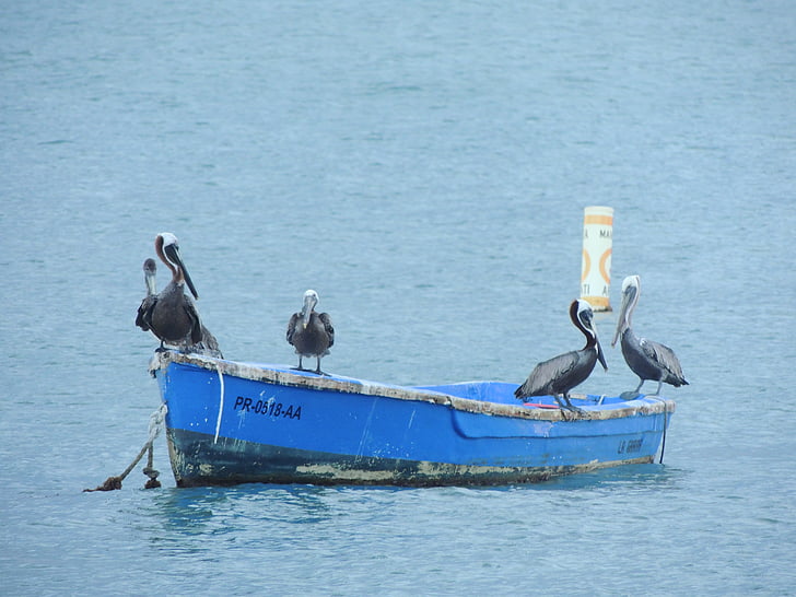 Pelican, havet, natur, vand, kyst, fugl, båd