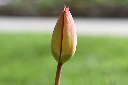 bloem, Tulip, schnittblume, Blossom, Bloom, gesloten, rood