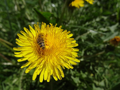 dandelion, bee, honey bee, insect, flower, blossom, bloom