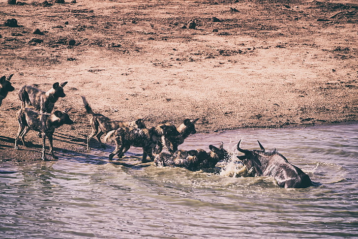 africa, animals, dogs, group, lake, landscape, mammal