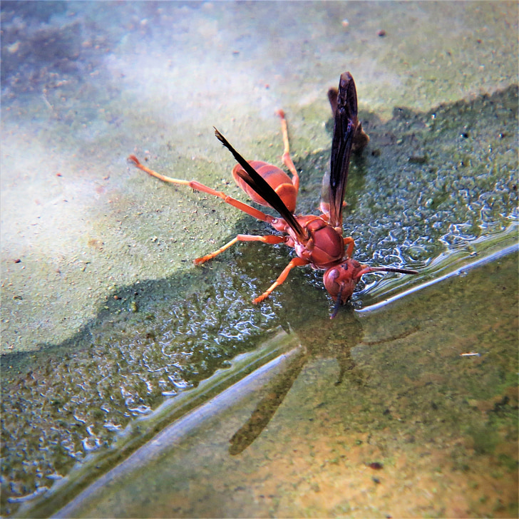 wasp, red, insect, water, winged