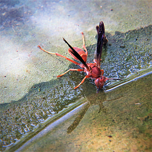 avispa, rojo, insectos, agua, con alas