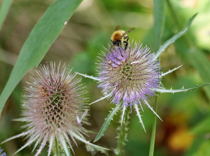 thistle, bee, spiky, plant, nature, flower, flora