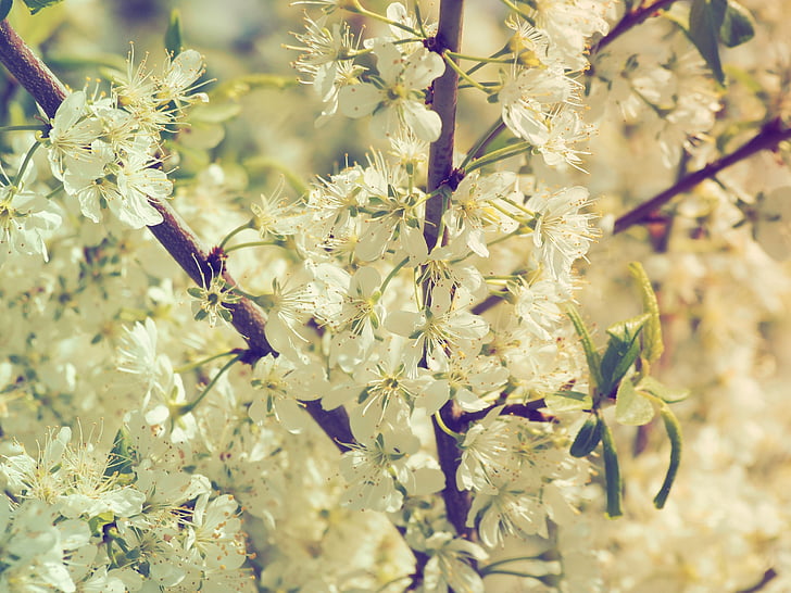 žydinčios japoniškos sakuros, Gamta, vyšnia, žydėjimo filialas, baltos gėlės, žydinčių medžių, primtemps