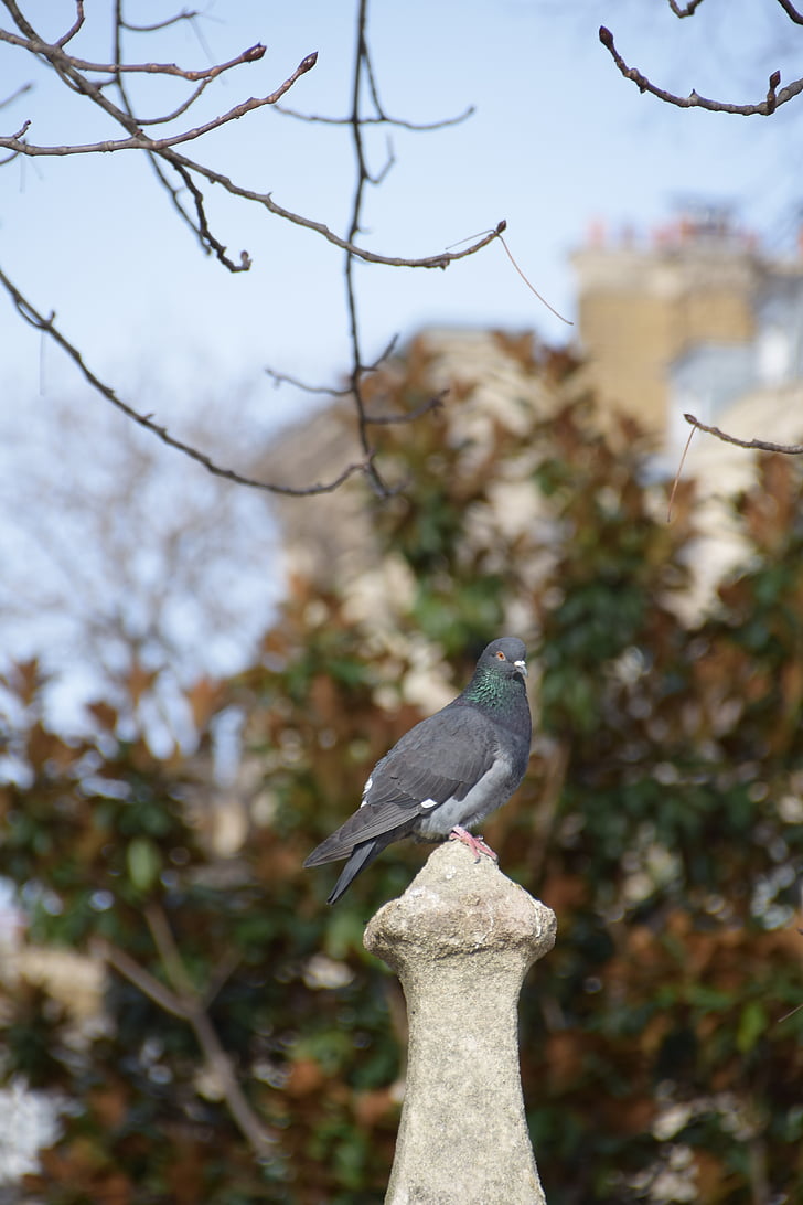 Paris, chim bồ câu, Thiên nhiên