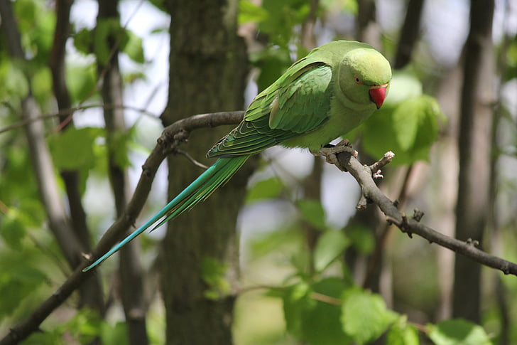 parakeet, park, branch, green color, one animal, animals in the wild, bird