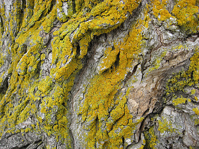 lichen, natura, mediu, textura, naturale, creşterea, suprafata