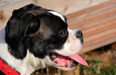 câine, Boxer, alb-negru, animal de casă, portret, gâfâi, restul