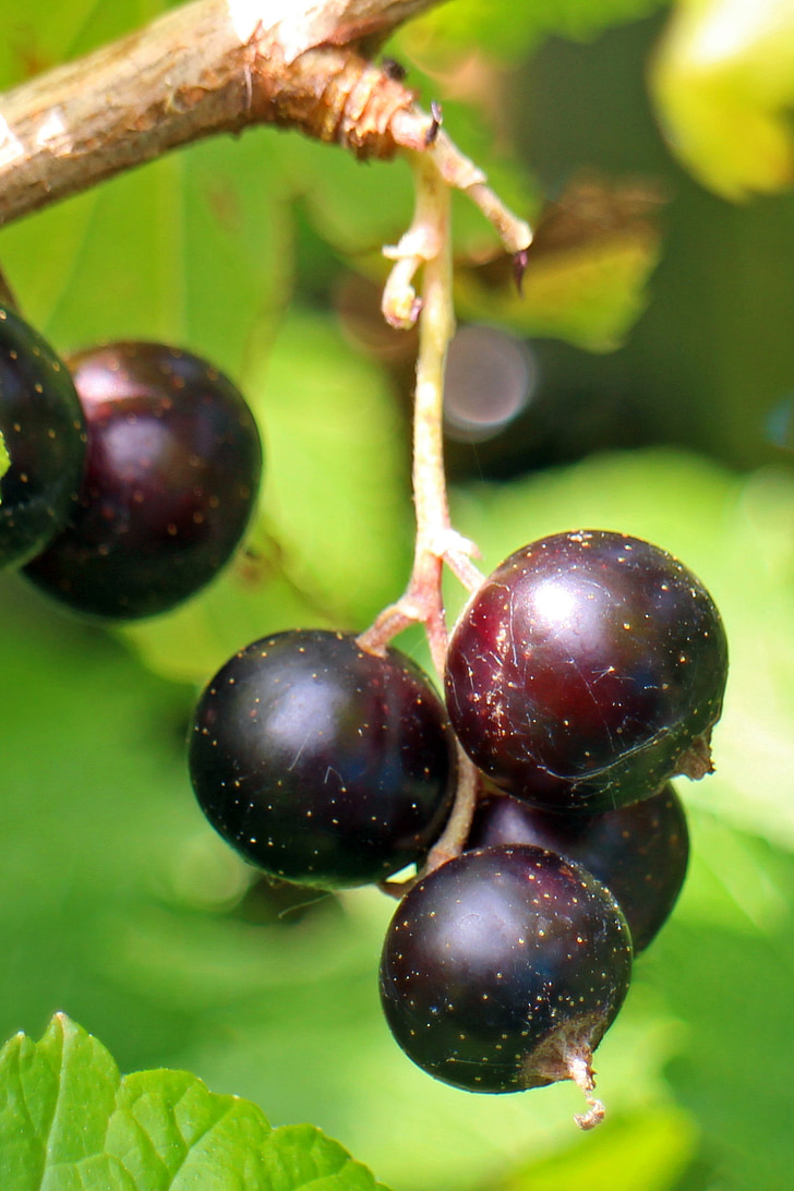 Zwarte bessen, Ribes nigrum, fruit, Berry, vruchten, voedsel, natuur
