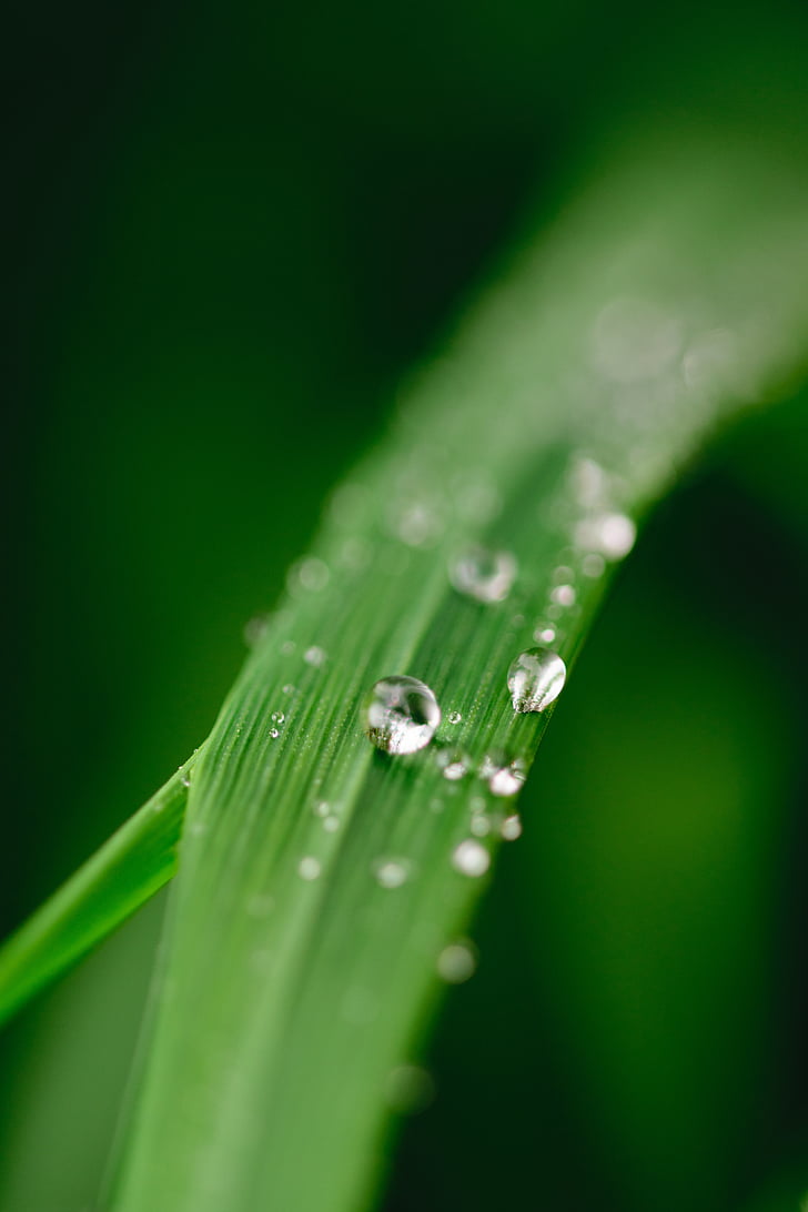 green, water, leaf, dew, nature, grass, drop