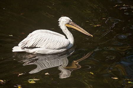 Dalmatische pelikaan, Anguila anguila, ploeg Roeipotigen, pelicaniformes, familie pelikanovye