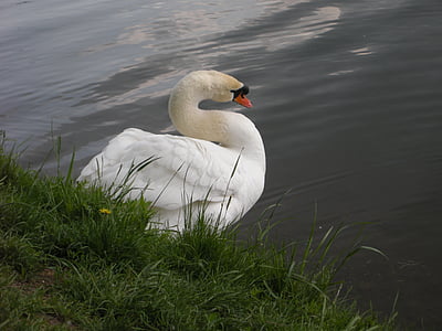 swan, white bird, lake, water, bird, nature, animal