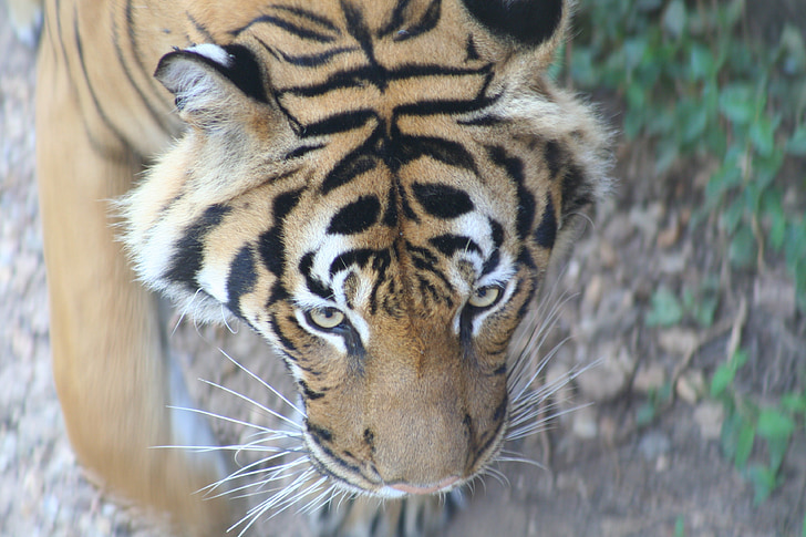 katt, stor katt, Tiger, Stripes, Roar, Afrika