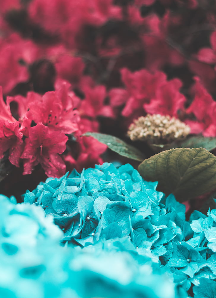 blue, pink, flowers, petals, garden, nature, plants